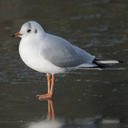 Adult nonbreeding. Note: redish bill and legs. Adult nonbreeding. Note: redish bill and legs.