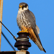 Adult Adult