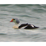 Male breeding plumage. Male breeding plumage.