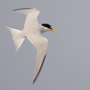 Adult breeding in flight. Note: white forehead, yellow bill with black tip and two black primaries. Adult breeding in flight. Note: white forehead, yellow bill with black tip and two black primaries.