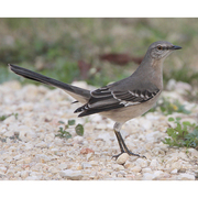 Note: dark eyeline and long tail. Note: dark eyeline and long tail.
