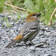 Female. Note: short curved bill. Female. Note: short curved bill.