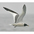 Adult breeding. Note: dark bill with yellow tip and gray hood.