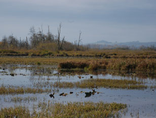 Birding Site of the week image